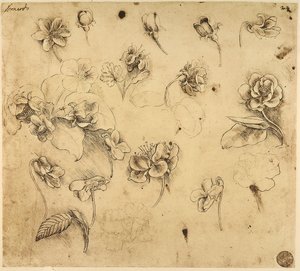 Studio di fiori da Leonardo da Vinci